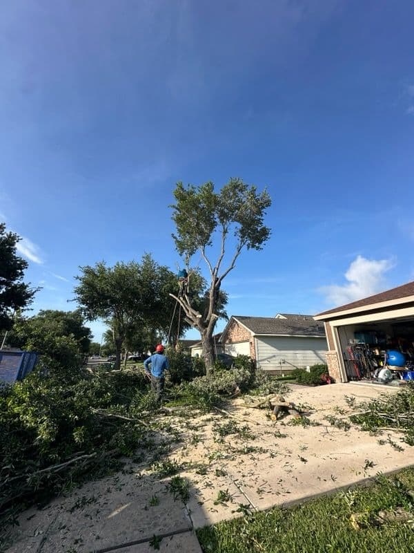 Gallery photos for Comprehensive Oak Tree Removal in Pearland TX: Image #1