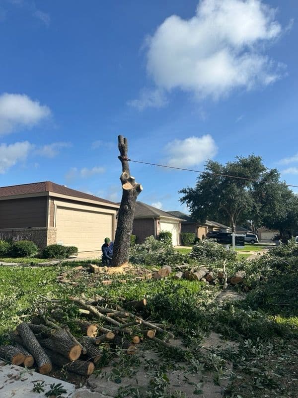 Gallery photos for Comprehensive Oak Tree Removal in Pearland TX: Image #2