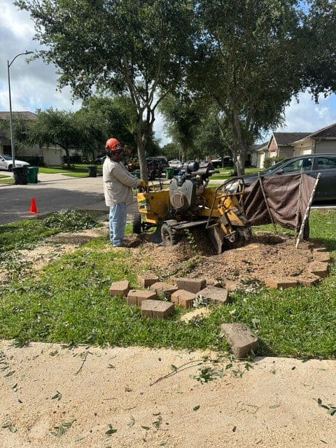 Gallery photos for Comprehensive Oak Tree Removal in Pearland TX: Image #3